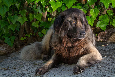 Эштрельская овчарка