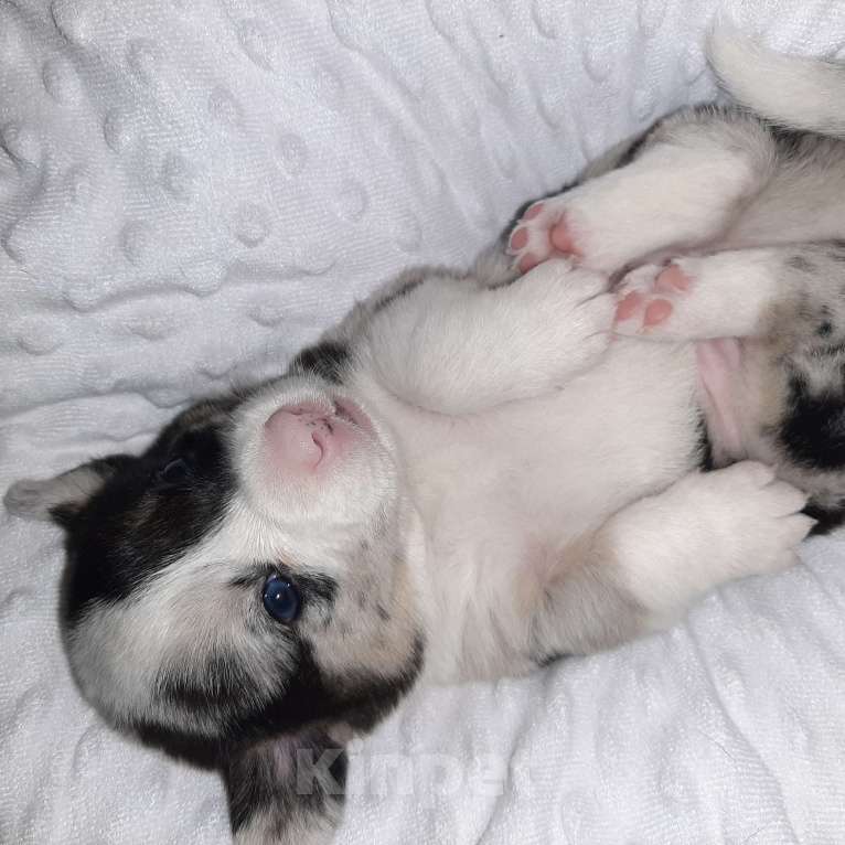 Собаки в Твери: Щенки Вельш Корги Кардиган Мальчик, 50 000 руб. - фото 3