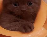Кошки в Владивостоке: Британский котёнок. Питомник. Мальчик, 60 000 руб. - фото 2