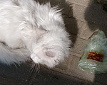 Кошки в Химках: КОШКА ищет хозяев в Химках Девочка, Бесплатно - фото 2