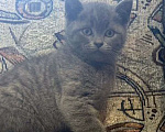 Кошки в Краснодаре: Милые котята британской породы Мальчик, Бесплатно - фото 2