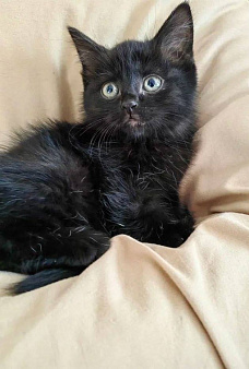 Котенок Стелла ищет дом