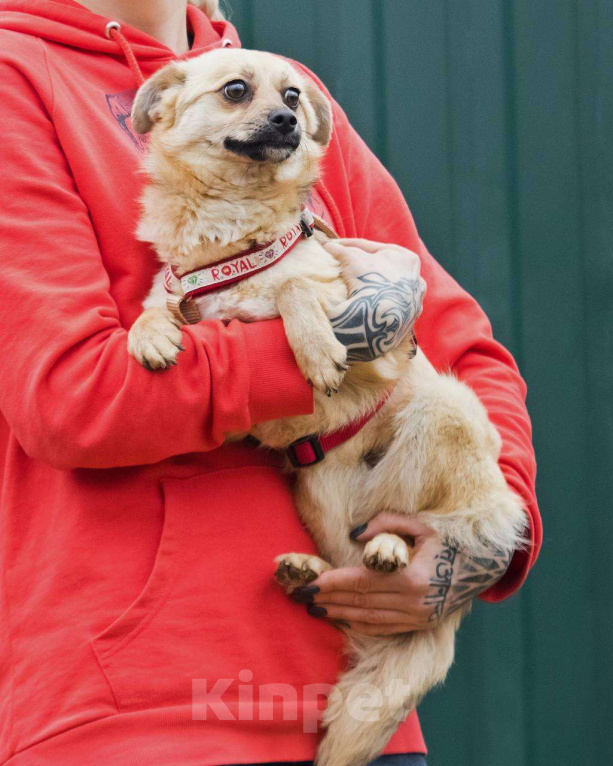 Собаки в других городах Московской области: Тэя :) 5 кг в добрые руки Девочка, Бесплатно - фото 2