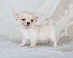 Собаки в Люберцах: Чихуахуа  Мальчик, 37 000 руб. - фото 4