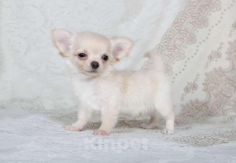 Собаки в Люберцах: Чихуахуа  Мальчик, 37 000 руб. - фото 4