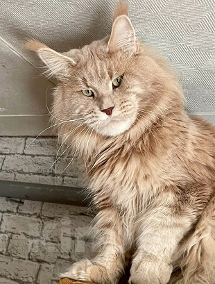 Кошки в других городах Ленинградской области: Мейн кун котенок Девочка, 45 000 руб. - фото 2