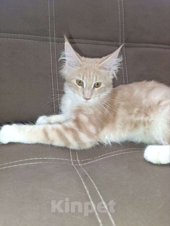 Кошки в Симферополе: Котята Мейн-кун Девочка, 20 000 руб. - фото 9