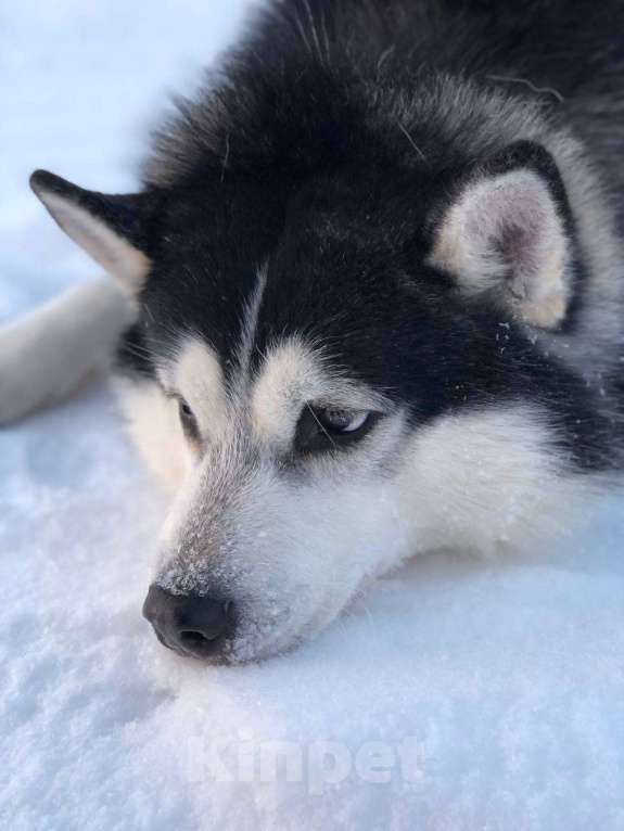 Собаки в Королеве: Хан -царь зверей Мальчик, Бесплатно - фото 1
