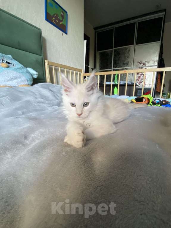 Кошки в Москве: Мейн кун мальчик  Мальчик, 75 000 руб. - фото 3