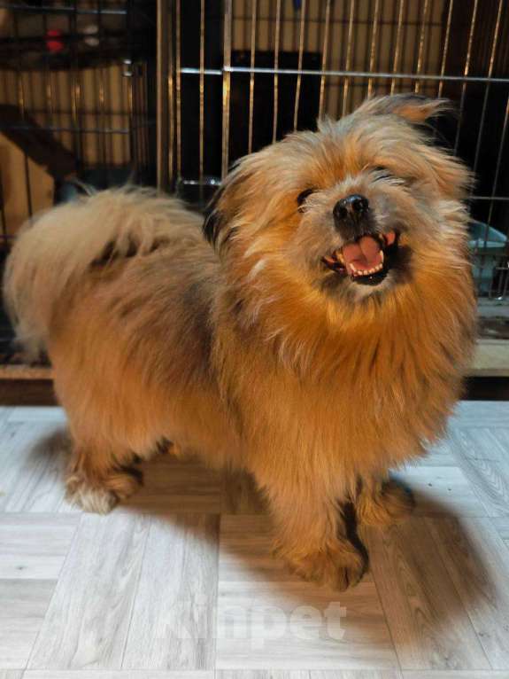 Собаки в Сергиеве Посаде: Рыжик Яша Мальчик, Бесплатно - фото 2