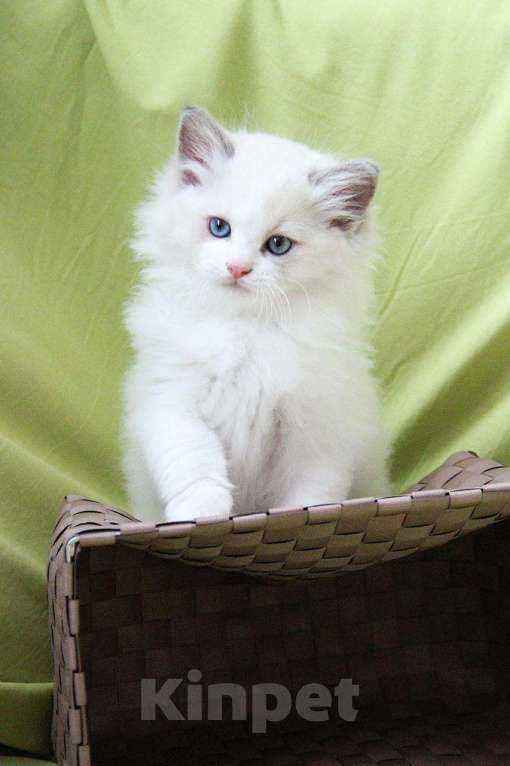 Кошки в Санкт-Петербурге: Рэгдолл Мальчик, Бесплатно - фото 6
