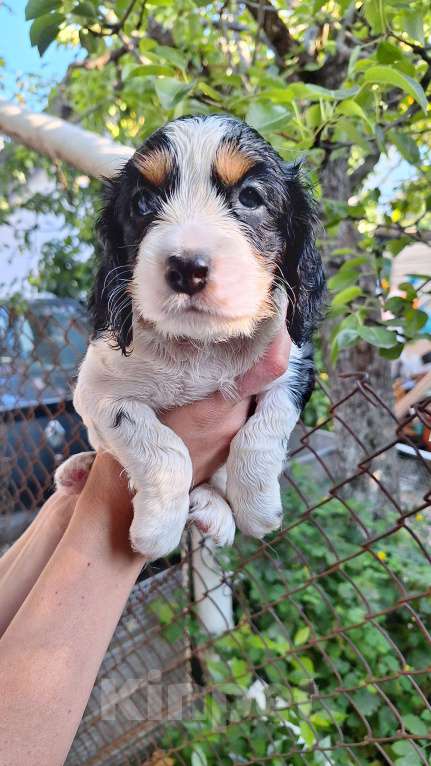 Собаки в Симферополе: Продажа. Русский охотничий спаниель Мальчик, Бесплатно - фото 2