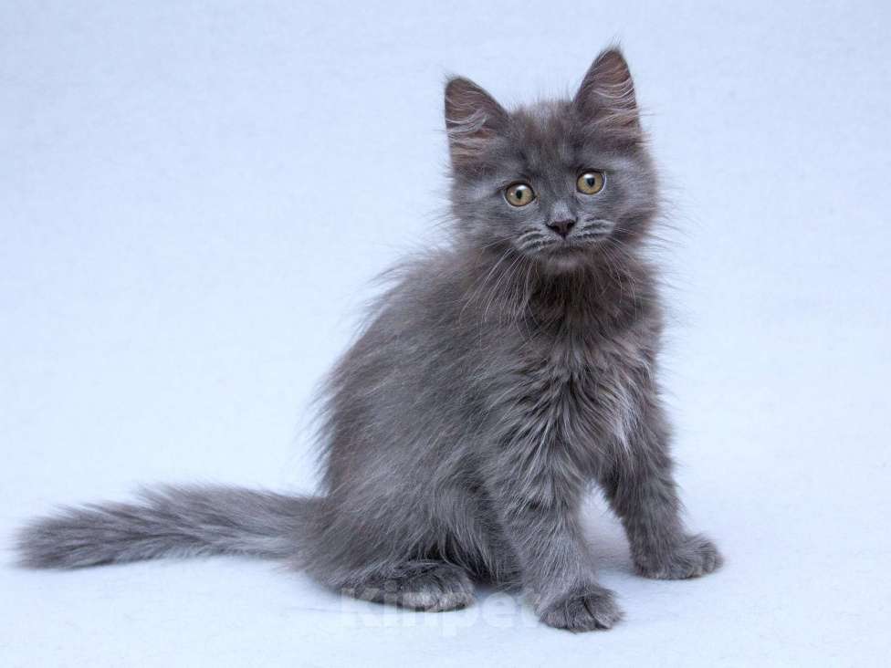 Кошки в Москве: Три пушистых котёнка в добрые руки Девочка, Бесплатно - фото 7