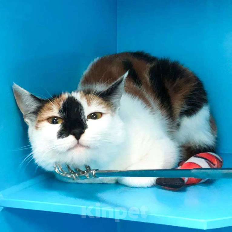 Кошки в Москве: Спасиье ласковую кошечку! Девочка, Бесплатно - фото 4