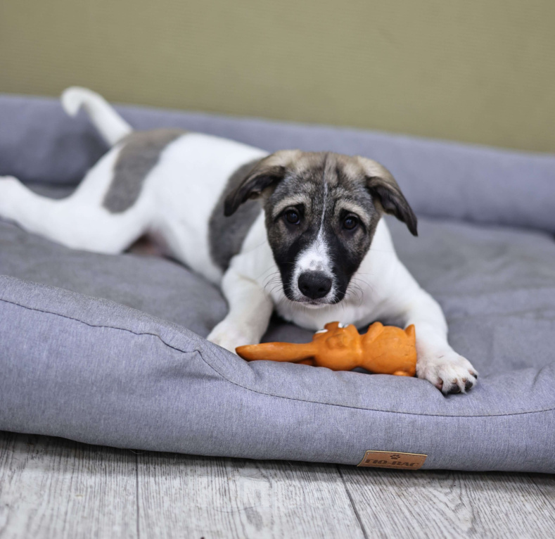 Собаки в Москве: Щенок бесплатно Москва Девочка, Бесплатно - фото 4