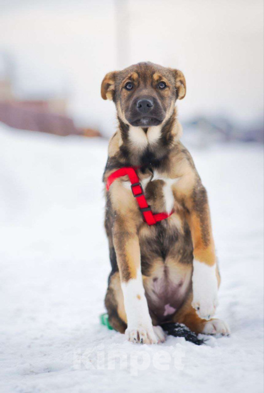 Собаки в других городах Московской области: самая ласковая девочка ищет дом Девочка, Бесплатно - фото 2