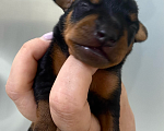 Собаки в Чехове: Великолепные щенки цверг пинчера, мини добермана Мальчик, 40 000 руб. - фото 9