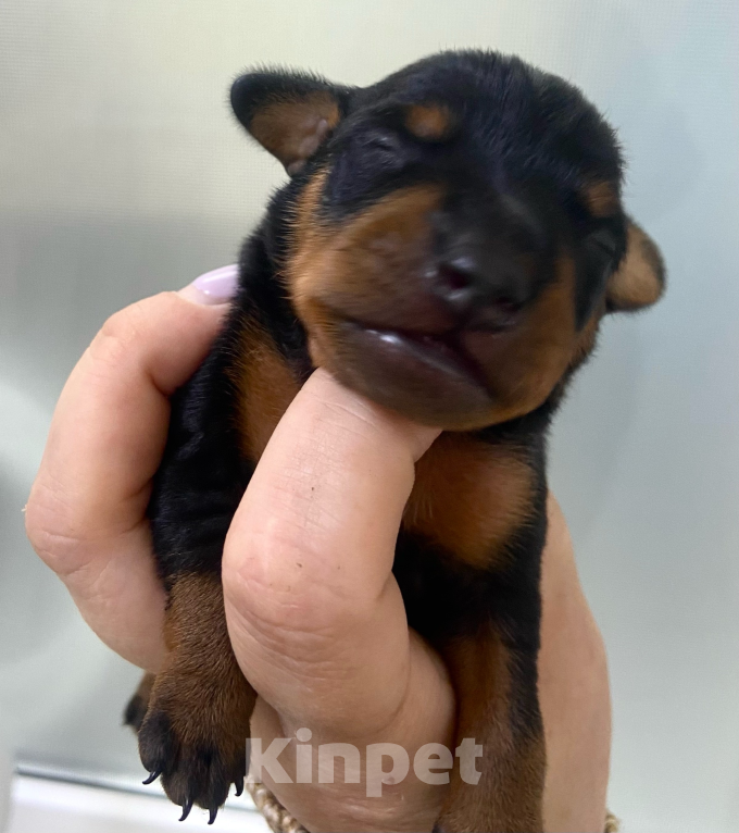 Собаки в Чехове: Великолепные щенки цверг пинчера, мини добермана Мальчик, 40 000 руб. - фото 9