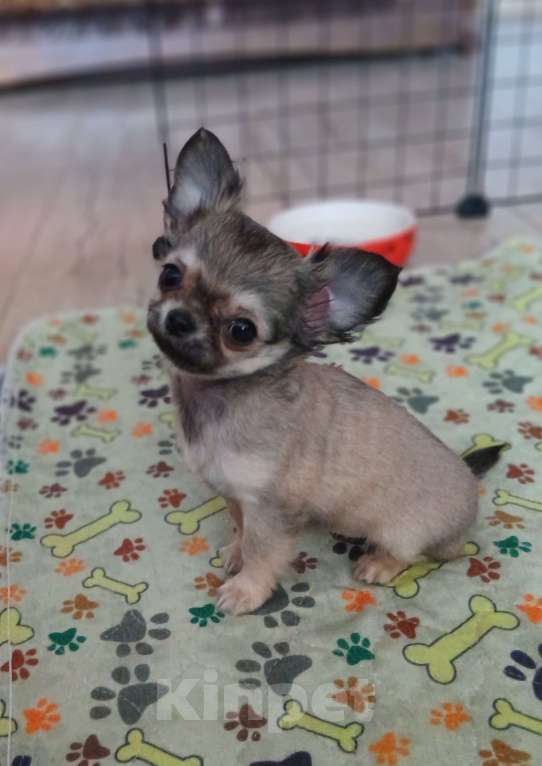 Собаки в Мурманске: Чихуахуа длинношерстная щенок Девочка, 40 000 руб. - фото 1