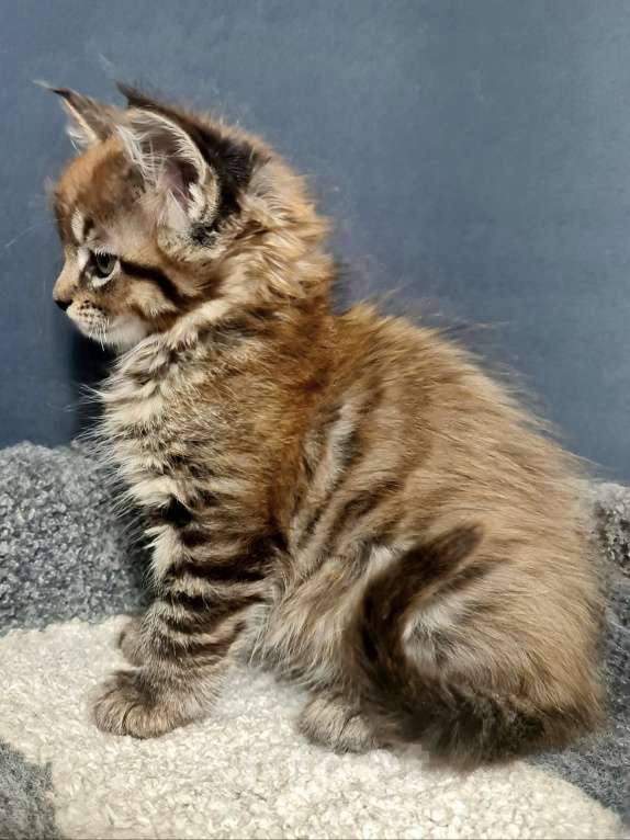 Кошки в других городах Ярославской области: Мейн кун девочка Девочка, Бесплатно - фото 5