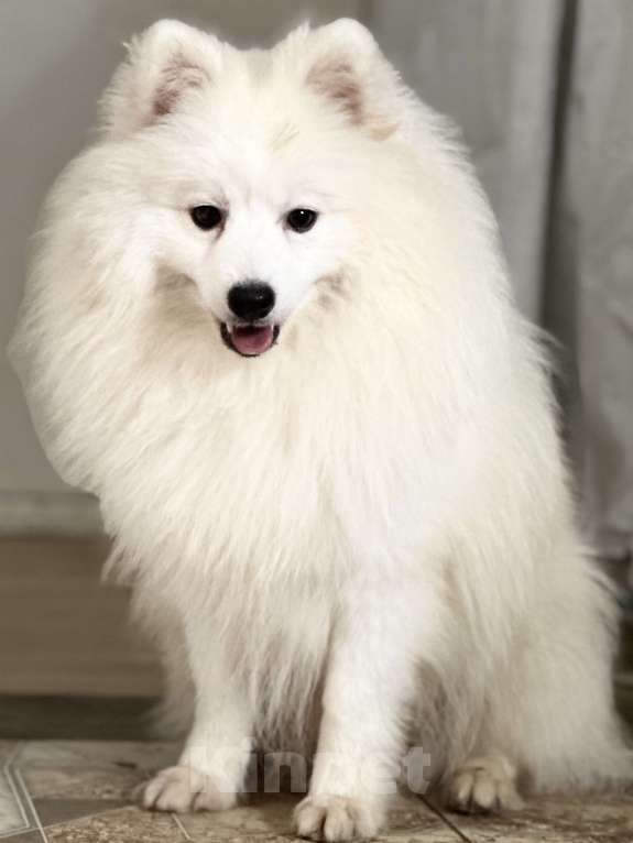 Собаки в Москве: Нинке Рыцарский Дух Из Воронцовского Дворца  Мальчик, 70 000 руб. - фото 1