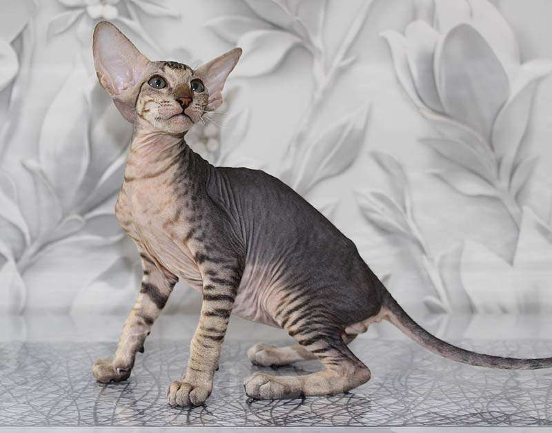 Кошки в Новосибирске: Котёнок Петерболда Мальчик, 100 000 руб. - фото 2