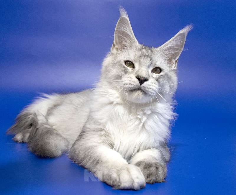 Кошки в Москве: Мейн кун котенок Мальчик, Бесплатно - фото 1