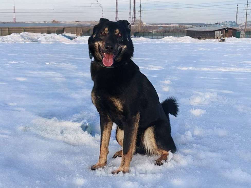 Собаки в Воскресенске: Веселый волчара Мальчик, Бесплатно - фото 2