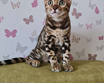 Кошки в Новосибирске: Котик Мальчик, 20 000 руб. - фото 4