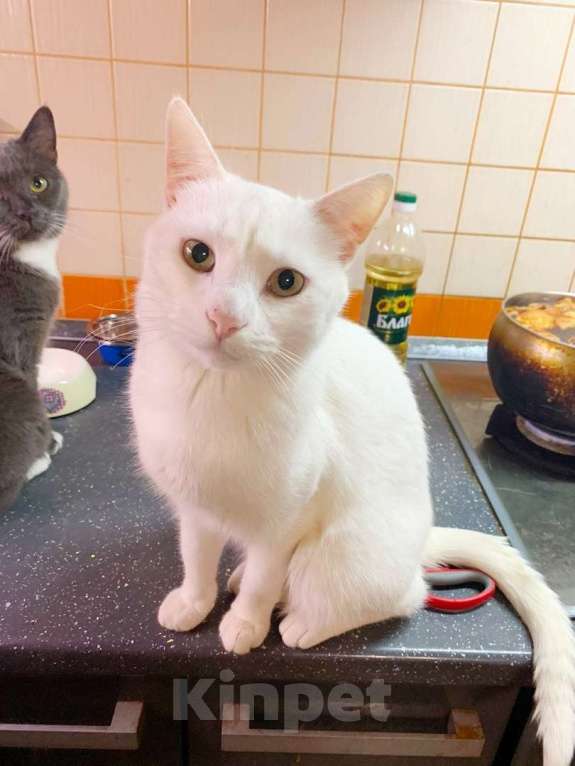 Кошки в Белоусовом: два белых котика ищут дом Мальчик, 100 руб. - фото 5