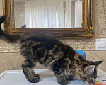 Кошки в Малмыже: Котята для вас., 15 000 руб. - фото 7