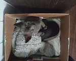 Кошки в Стерлитамаке: Сфинкс, брошенный Мальчик, Бесплатно - фото 4
