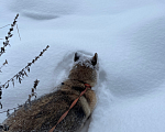 Собаки в Клине: Айдахо Мальчик, Бесплатно - фото 5