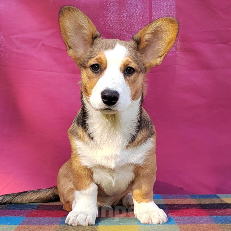 Собаки в Екатеринбурге: Щенки Корги Кардиган  Девочка, Бесплатно - фото 8