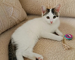 Кошки в Казани: Котенок Девочка, Бесплатно - фото 2
