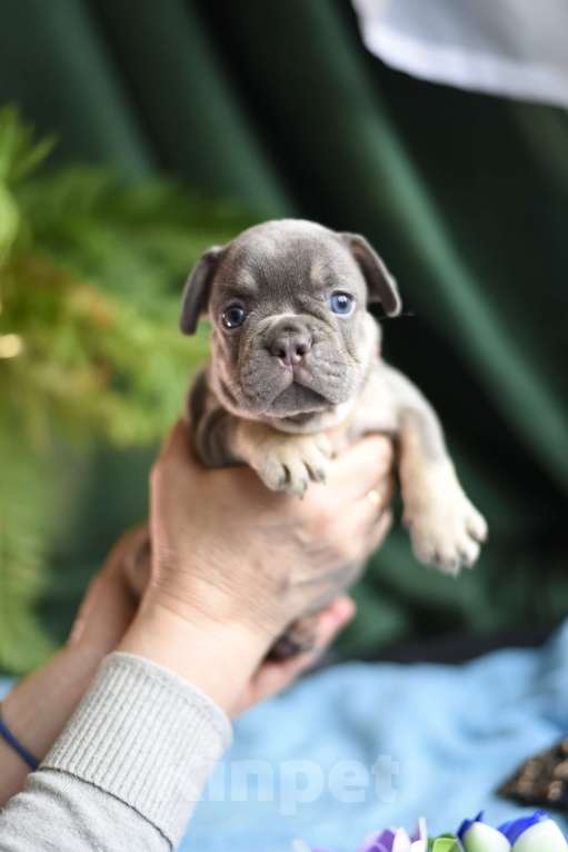 Собаки в Москве: щенки французского бульдога Девочка, 80 000 руб. - фото 4