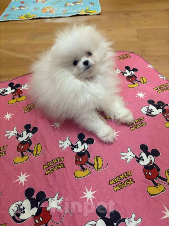 Собаки в Москве: Померанский  шпиц     Девочка  Мини Девочка, 25 000 руб. - фото 2