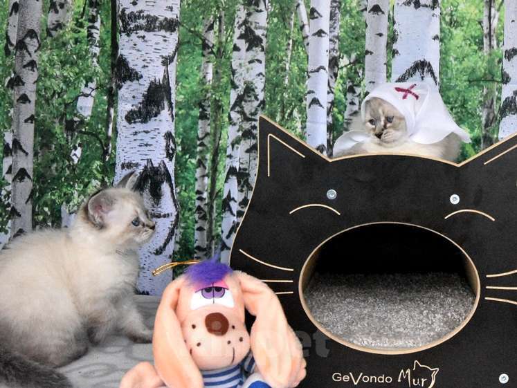 Кошки в Москве: Невские маскарадные котята Мальчик, 45 000 руб. - фото 5