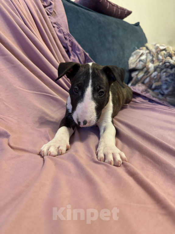 Собаки в других городах Московской области: Гром Небесной Колесницы Мальчик, 75 000 руб. - фото 2