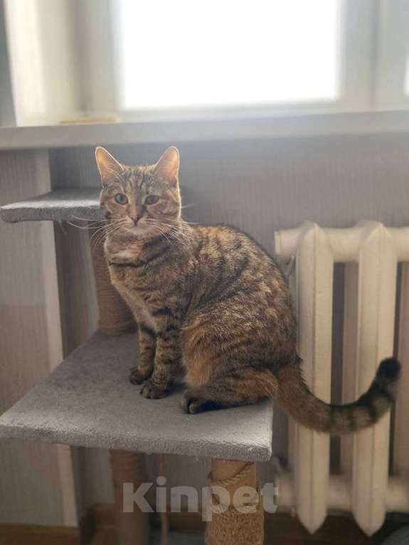 Кошки в Москве: Котенок Туся ищет дом Девочка, Бесплатно - фото 4