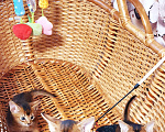 Кошки в Химках: Клубные Абессинские малыши  Мальчик, 50 000 руб. - фото 3