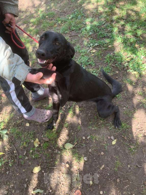 Собаки в Москве: Обворожительная МАРТА Девочка, Бесплатно - фото 4