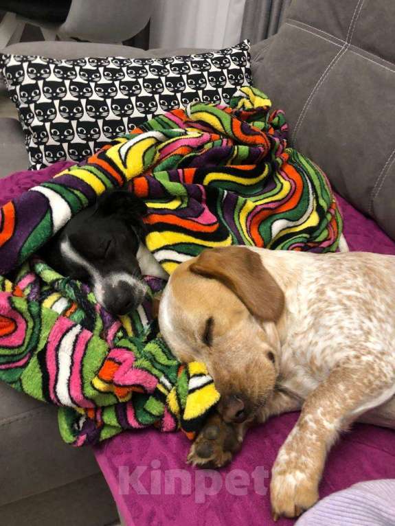 Собаки в Анапе: Взрослая собака в добрые руки Девочка, Бесплатно - фото 1