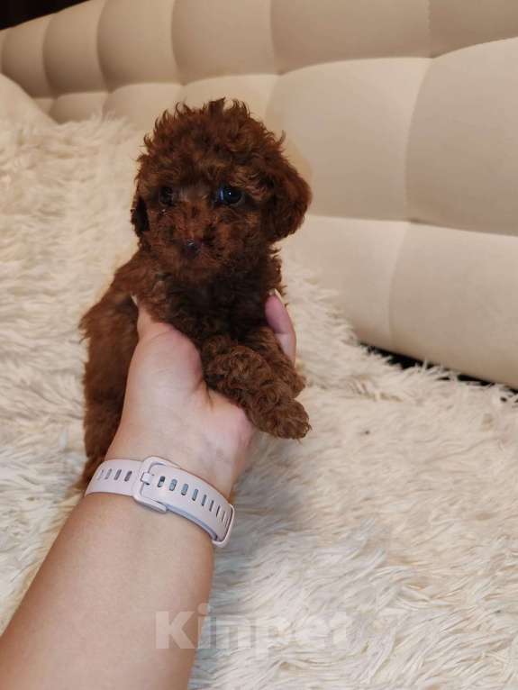 Собаки в Ельце: Щенки той-пуделя Девочка, 60 000 руб. - фото 4