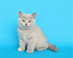 Кошки в Ульяновске: Британский котенок (кошечка) Девочка, 20 000 руб. - фото 2