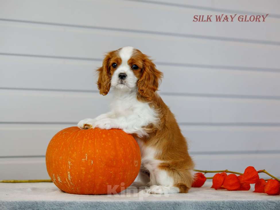 Собаки в Череповце: Щенок кавалер кинг чарльз спаниеля  Девочка, 130 000 руб. - фото 3