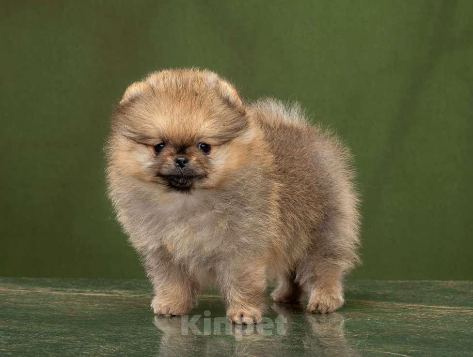 Собаки в Новосибирске: Померанский шпиц Мальчик, 50 000 руб. - фото 2