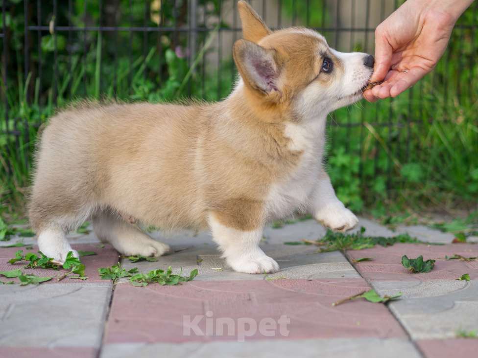 Собаки в Новосибирске: Щенок вельш корги пемброк Мальчик, Бесплатно - фото 5