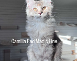 Кошки в Наро-Фоминске: Camilla. Female. MCO fs25 born June 14.2025 Девочка, 120 000 руб. - фото 1