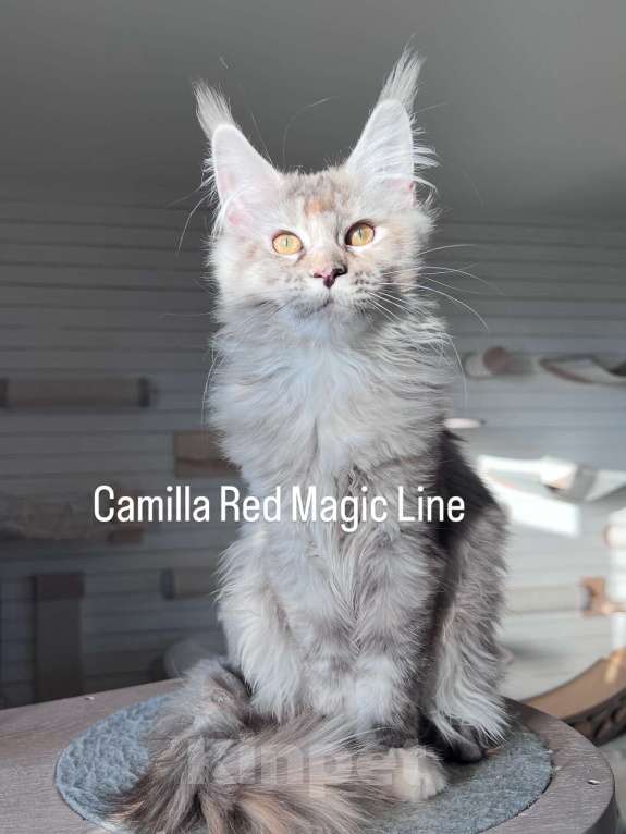 Кошки в Наро-Фоминске: Camilla. Female. MCO fs25 born June 14.2025 Девочка, 120 000 руб. - фото 1